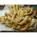 2015 New Season Fresh Vegetabls Yellow Ginger